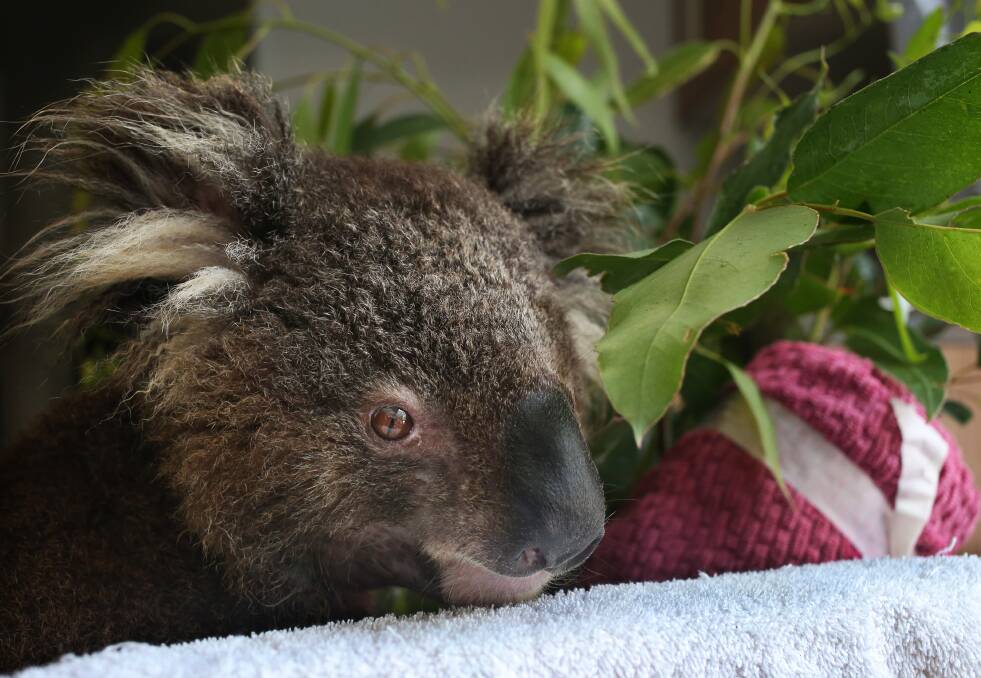 Koala Hospital at Port Stevens Koala Sanctuary. Picture: Simone De Peak, Newcastle Herald