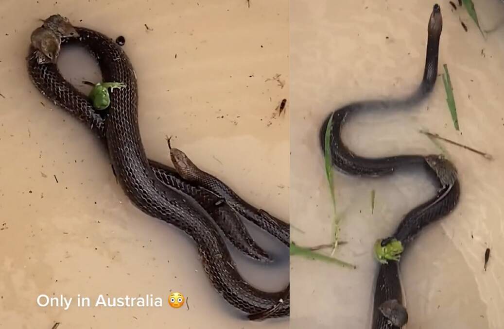Rats and frogs were filmed sitting on top of an eastern brown snake floating in a water-filled rain tank in southeast Queensland in a video posted to TikTok by user Carleen2332 on Sunday. Photo: @carleen2332, TikTok