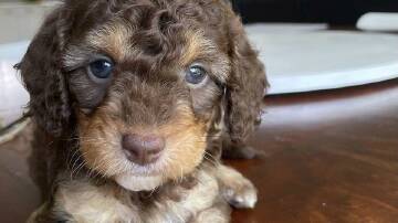 Police officers and private detectives are investigating after a Cavoodle, named Jewel,was stolen in Armidale. Picture supplied