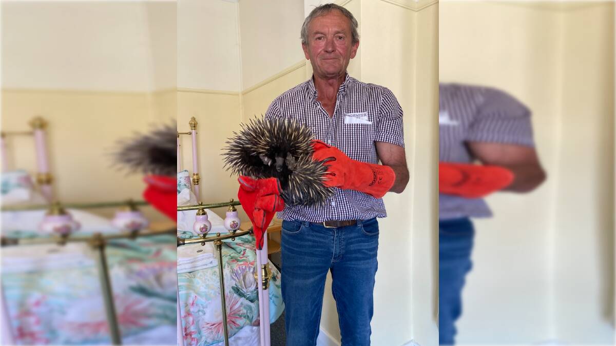 Bendemeer Hotel cleaner Robbie Lee found the echidna in room eight of the hotel on Monday. Picture supplied