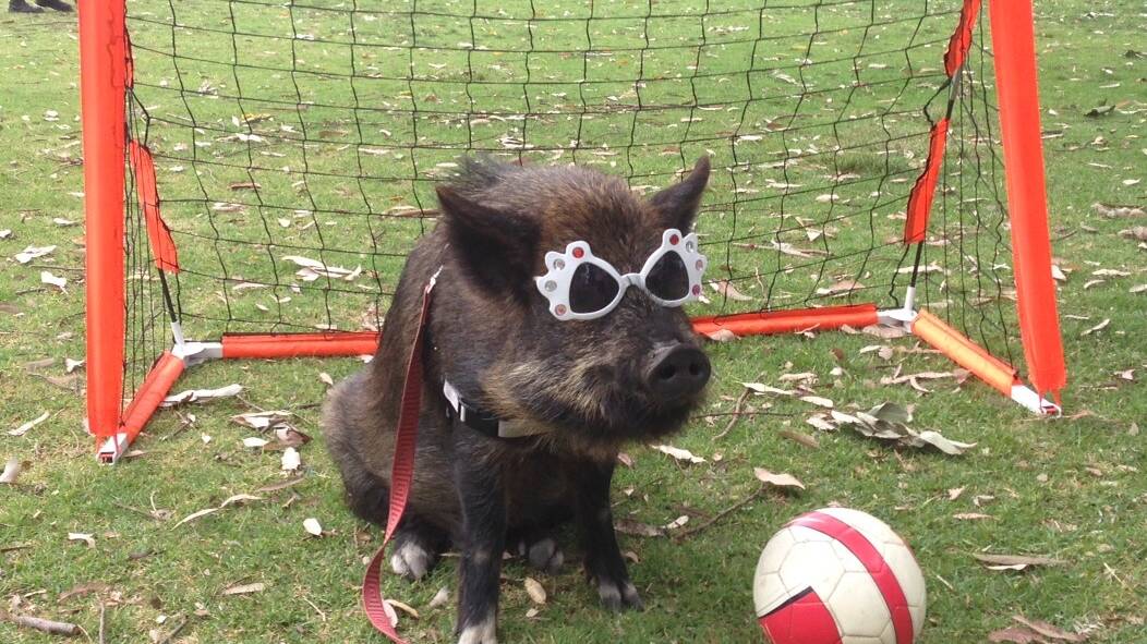 10yo Australian miniature pig Coco in her glasses. Picture: supplied.