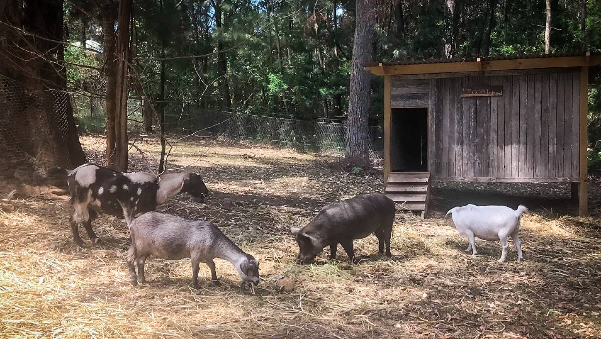 Coco with her friends - Australian miniature goats Arkie, Archie and Sally. Picture: supplied.