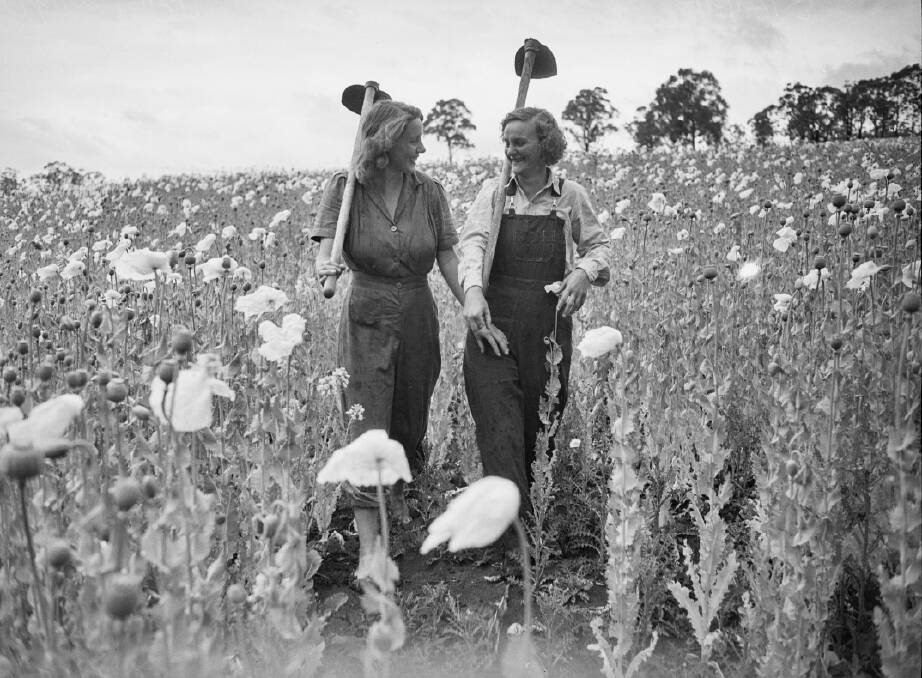 Opium field 1943, Armidale, by Pix magazine photographer. Picture from the State Library of NSW.