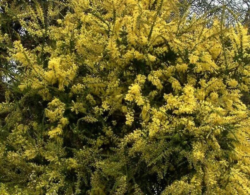 AT HOME: Acacia pravissima, known as Tumut wattle, Ovens wattle and wedge-leaf wattle, is well-adapted to the current cold, dry conditions.