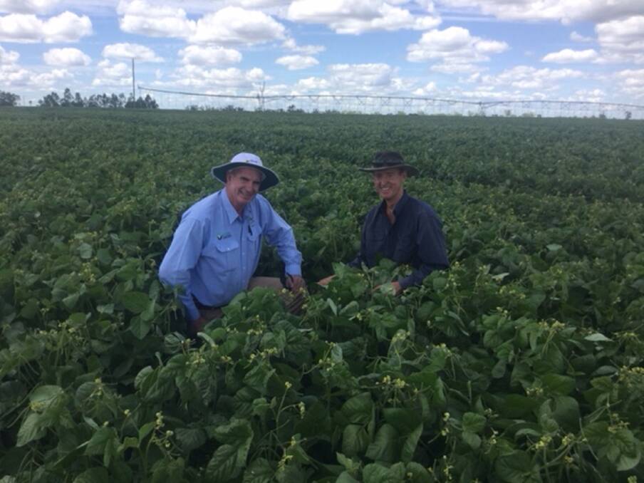 Over the border: A good-looking mungbean crop in the Western Downs region of Queensland. Photo: Paul McIntosh