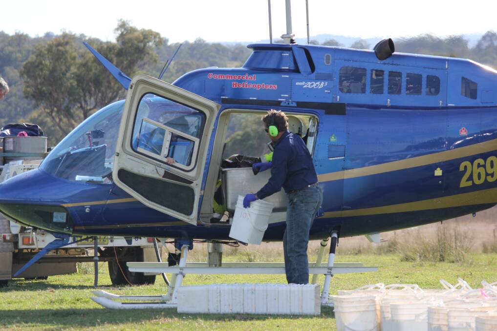 Huge job: Loading 1080 baits into the helicopter during last year's aerial baiting program. Communities between Niangala and Legume are reminded to restrain domestic pets during the baiting period.