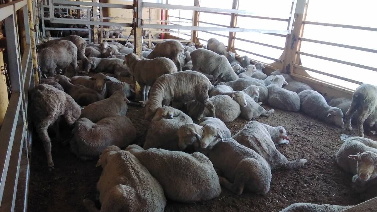Labor confirms live sheep export policy