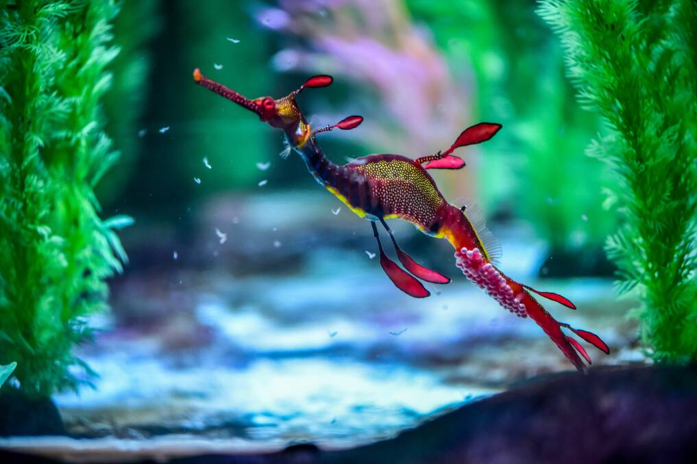 A male weedy sea dragon carrying eggs after a successful egg transfer with a female at Seahorse World - one of the first times the feat has been achieved in captivity in the world. Picture: Neil Richardson