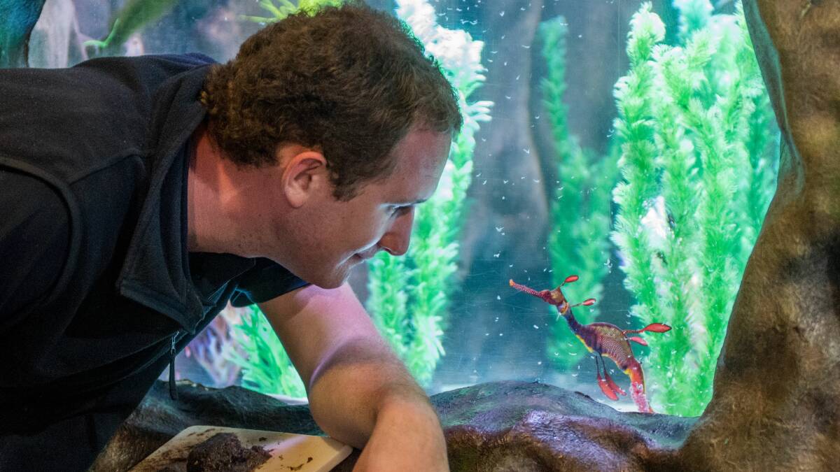Seahorse World manager Chris Carey observes the male weedy sea dragon. Picture: Neil Richardson
