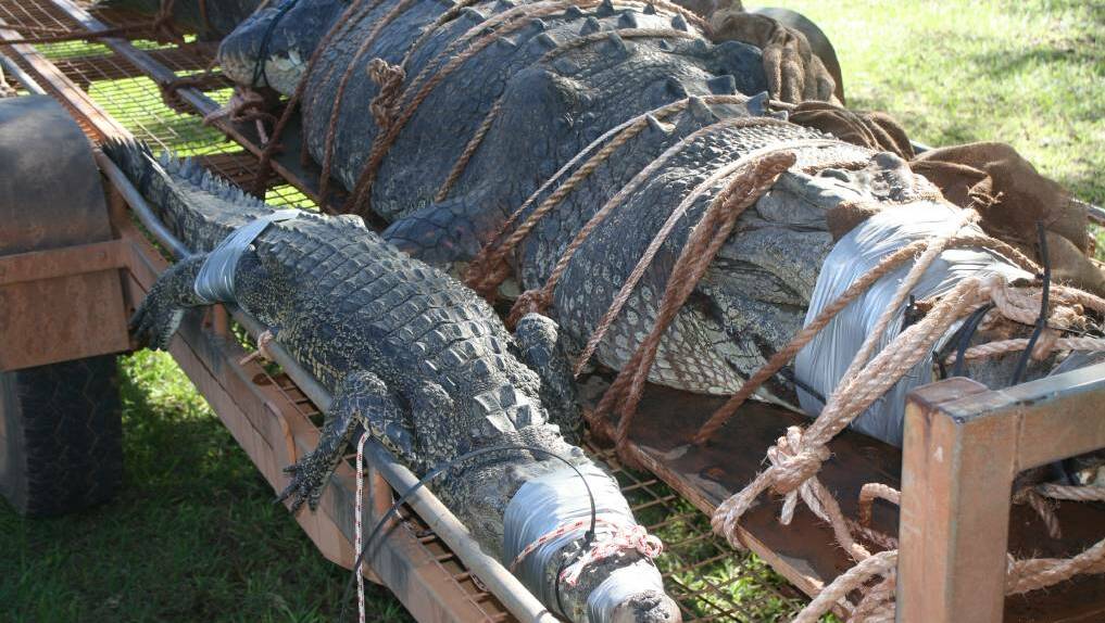MONSTER CROC: NT Parks and Wildlife rangers caught two saltwater crocodiles early last week, a record 4.71 metre croc is the biggest found in the Katherine river system to date. The 'baby' to the left is still more than two metres long.