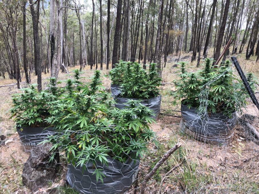 Massive haul: 4100 cannabis plants were seized by police. 