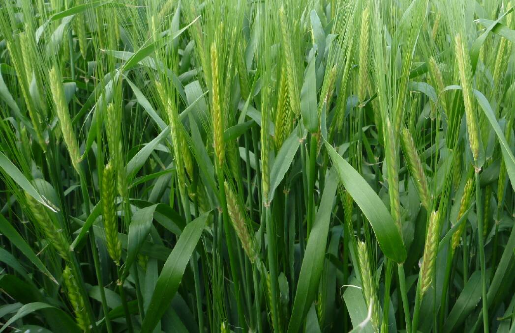 Barley makes a good green manure
