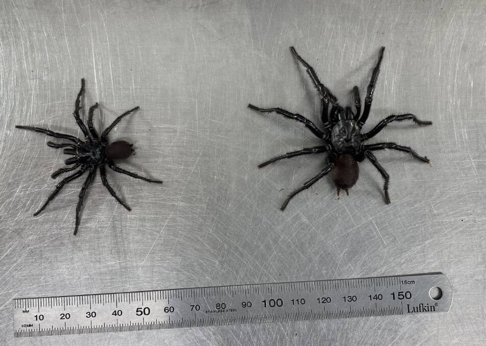 WHOPPER: Dwayne 'The Rock' Johnson the funnel web is the biggest keepers at The Australian Reptile Park have seen all season. Photo: The Australian Reptile Park.