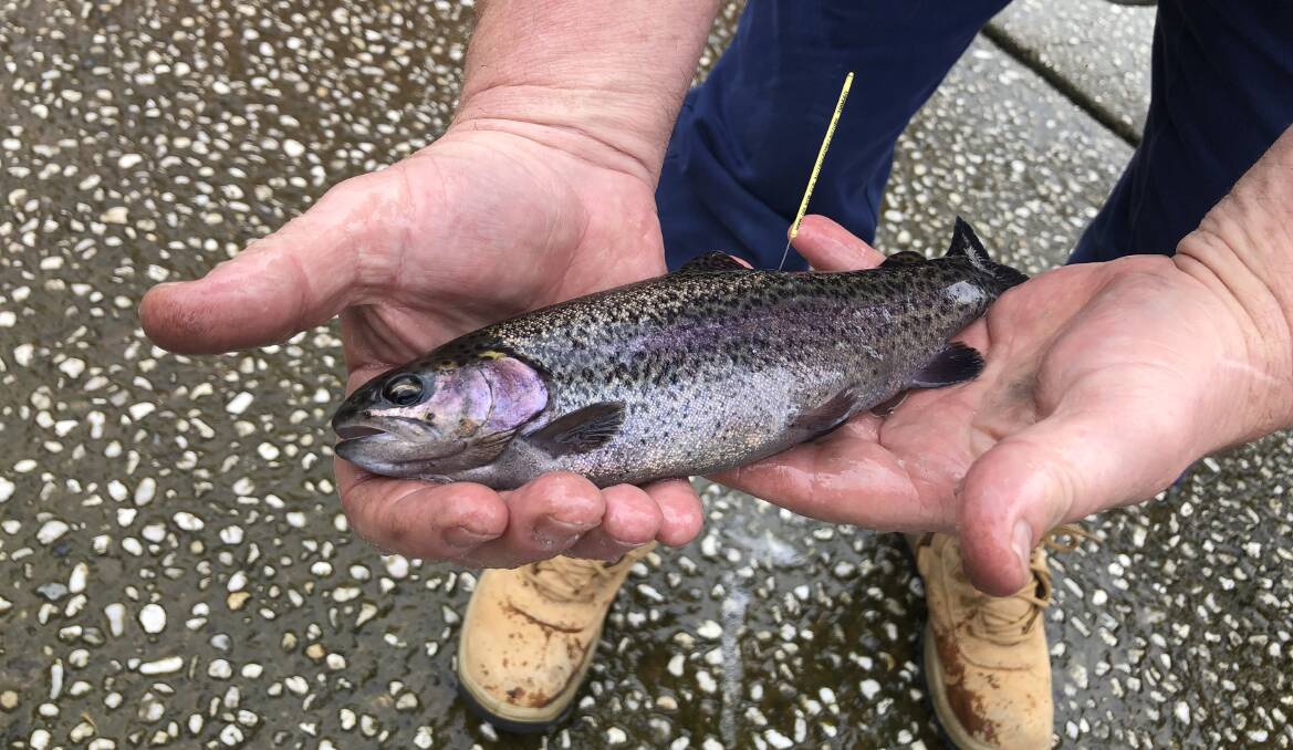 One of the sub-adult rainbow trout released in Chifley Dam recently.