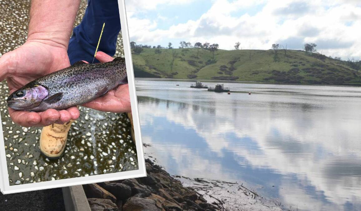 One of the sub-adult rainbow trout and (main picture) part of Chifley Dam. 
