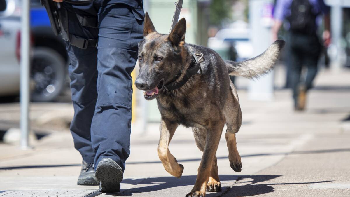 Escapee from correctional centre caught by dog unit