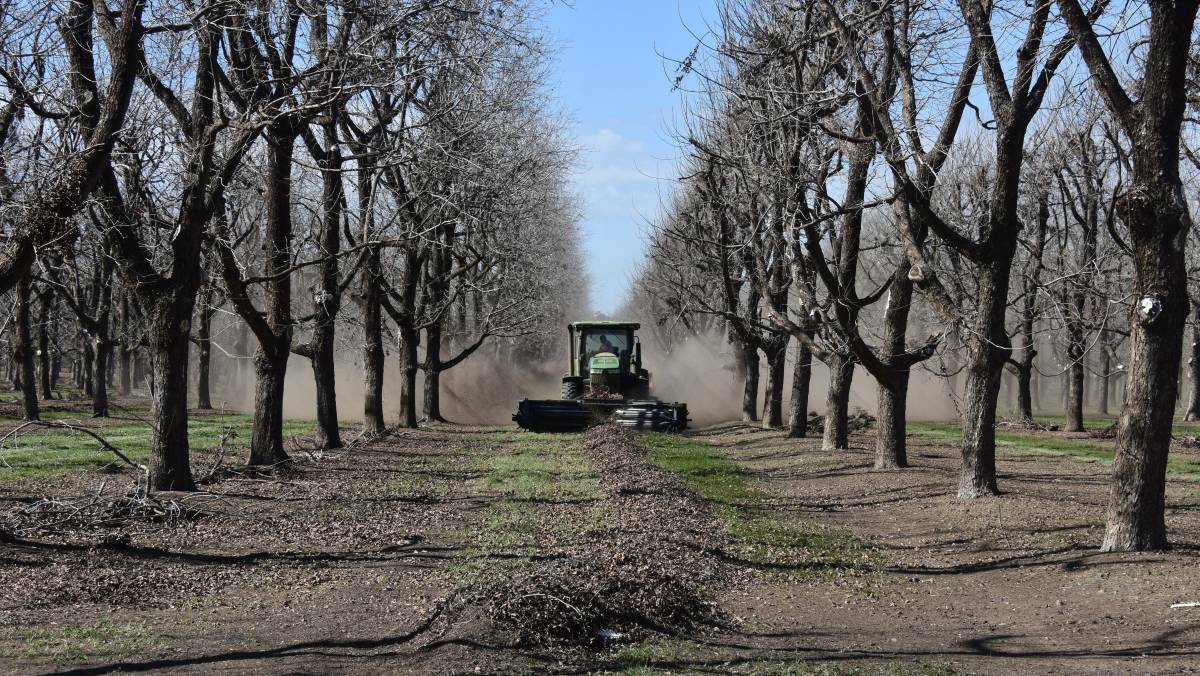 HARVEST: A harvester collects pecans off the ground at Trawalla farm. Photo: Moree Champion
