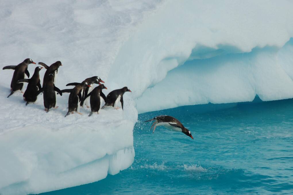 Chimu: Offering an affordable Antarctic experience.