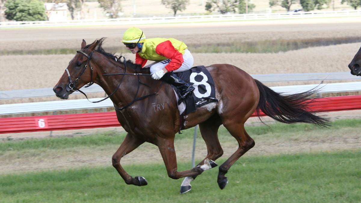 ON FIRE: Try 'N' Run A Muck has added the Glen Innes Cup to his Inverell Cup triumph earlier this month. Photo: Bradley Photos 