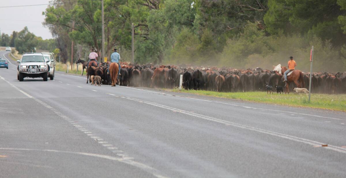 TEAMWORK: Cattle producers move their heard of cattle across the Newell Highway amidst the traffic on the road. Photo: Supplied 
