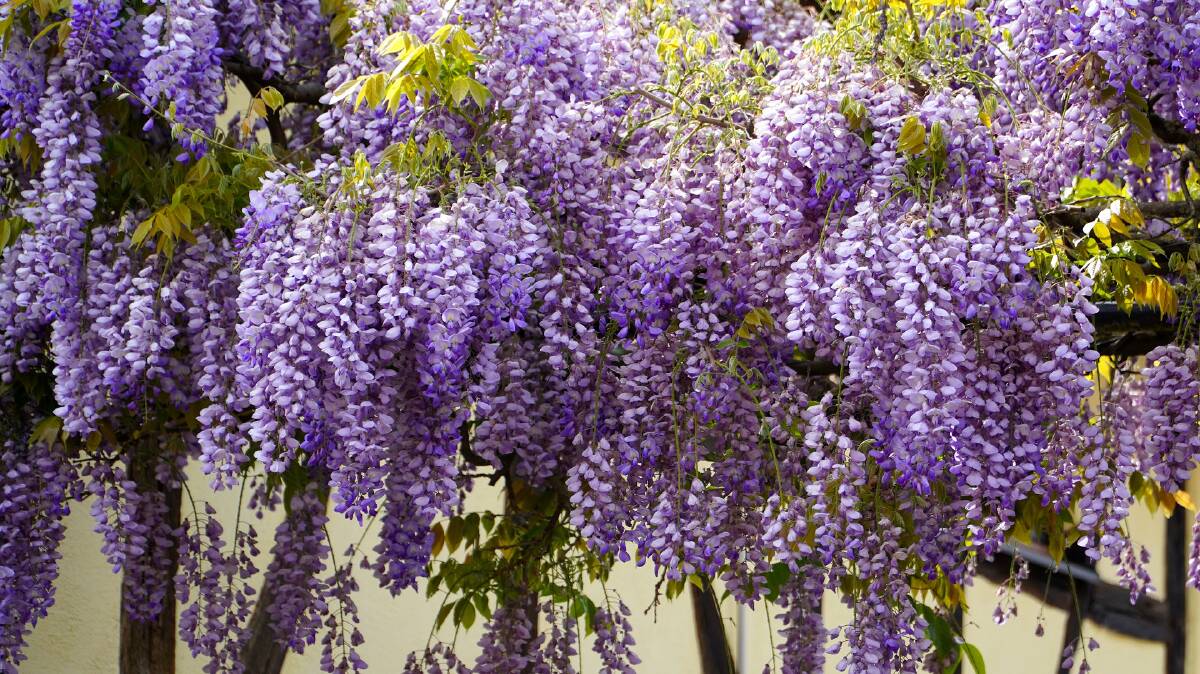 Wisteria is glorious when in flower, but can quickly take over if not kept in check regularly. Certainly don't let the vines get in under the eaves of your house as in time it might lift the roof off!