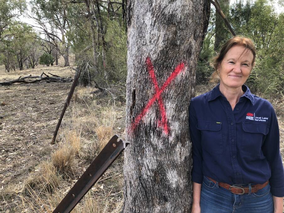 Northern Tablelands LLS TSR Project Officer, Helen Ward, has marking out trees along a TSR east of Inverell so that the neighbouring landholder can replace the fence line.