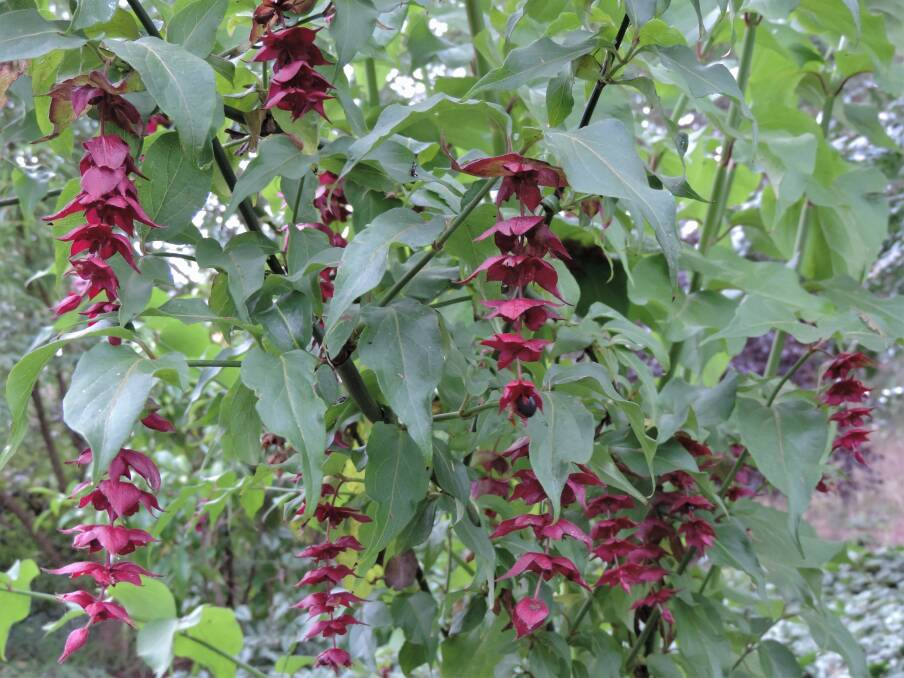 Leycesteria Formosa, the Himalayan honeysuckle, has white tubular flowers in summer and autumn which grow in long drooping spikes, partly concealed by deep reddish-purple bracts, which resemble leaves.