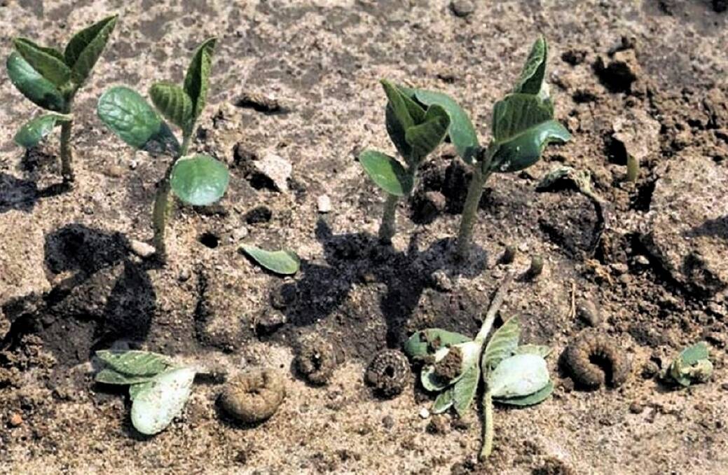 KILLERS: These cutworms have been having a lovely time and have chopped off some of these soy beans just above the ground. Picture: supplied.