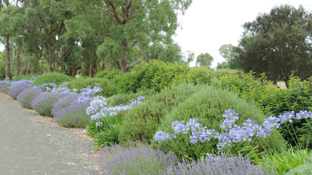 Lavender "Grosso" does well in this sun-baked, west-facing bed along a driveway. It will need pruning in the very near future to keep it tidy and stop the plants becoming woody and leggy.