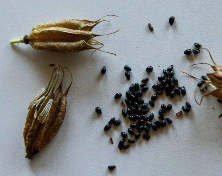Aquilegia (also known as Columbine or Granny's Bonnets) seeds, fresh from the seed pod, and ready to store in a cool, dry place, even in the bottom of the fridge, although not in the freezer.