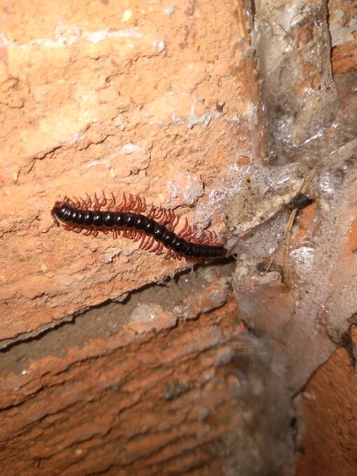 MOVING ON OUT: Millipedes are out and about at the moment looking for dryer places to hide and that may mean your home. Photo: Manu Saunders.
