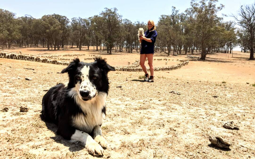 WORKING IN THE DRY: Gemma King feeding sheep with workdog Kenny and Frankie the pooch on the family farm at Walcha. Photo supplied.