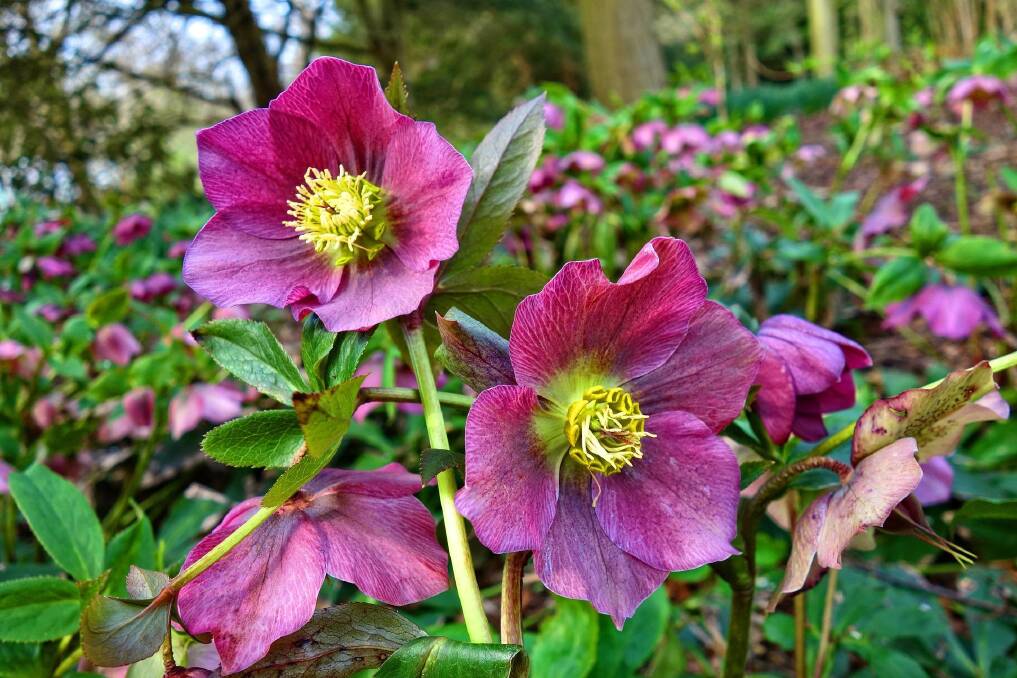 Hellebores well-established under deciduous trees. Many different colours are available; however, it is best to keep single types together as they cross breed quite readily which often results in dull, washed-out flower colours similar to the one pictured sideways, on the extreme right of this photo.