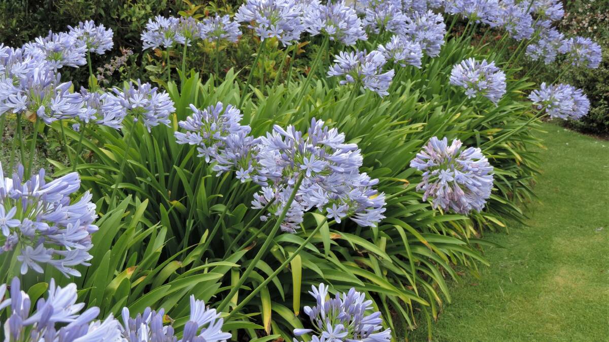 Agapanthus are looking great at the moment. 