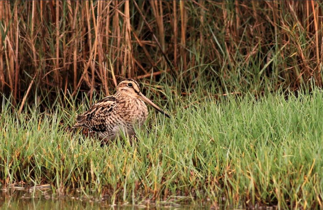 Eye Spy: If you go down to the wetlands...you might see a Latham's Snipe - but they are incredibly difficult to see. 