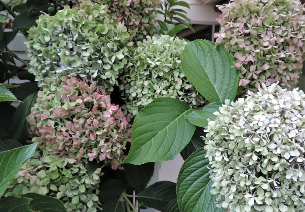 SCENE STEALERS: The fabulous colours of autumn Hydrangeas. Pop some in a vase and let the water completely evaporate and you may be lucky enough for them to retain the pink, blue and green colours when they dry out fully. Picture: supplied.