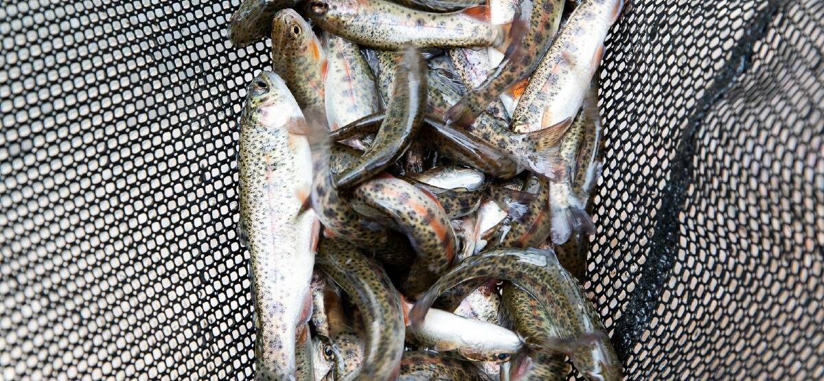Rainbow Trout fingerlings ready to be released