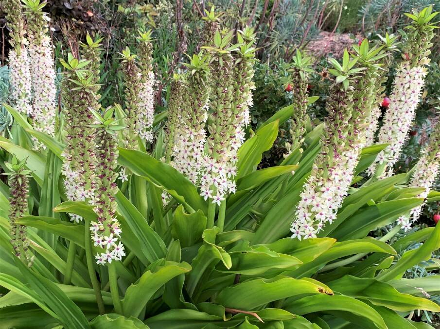 These white pineapple lilies are relishing the summer rains they have been receiving lately. Pineapple lilies are also available in pink and burgundy hybrids which are very resistant to common insects and diseases.