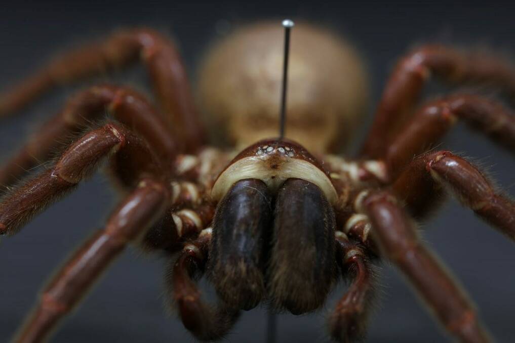 INTORVERT: Northern tree-dwelling funnel-web spider ( Hadronyche Formidabilis ). Photo: UNE Natural History Museum.