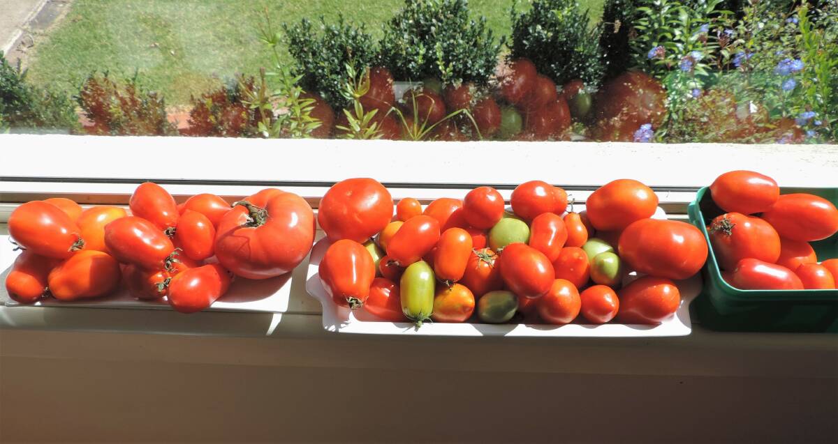 Tomatoes ripening on a sunny north-facing windowsill. The majority are elongated shaped Roma tomatoes which will be used to make passata and tomato sauce; the largest one is Beefsteak variety and there are also some Grosse Lisse variety in this collection.