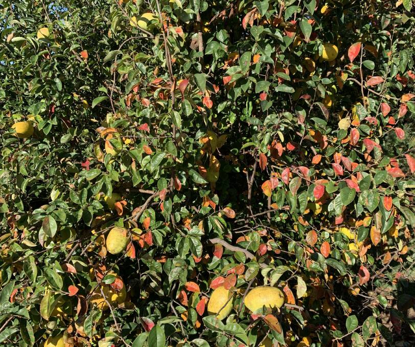 SHOWSTOPPER: A Chinese quince showing first signs of its intense autumn colours as well as the large, oval, yellow fruits which are unusually held right at the end of the stems. Picture: supplied.
