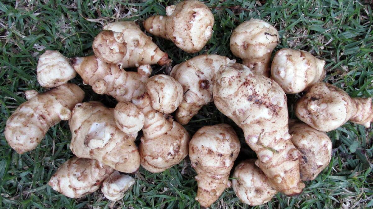 ENJOY IN MODERATION: Jerusalem artichokes that have been dug up, scrubbed to get the dirt off and are ready for use. Just remember that these vegies are called "fartichokes" for a reason, so best to eat them in moderation. Picture supplied.