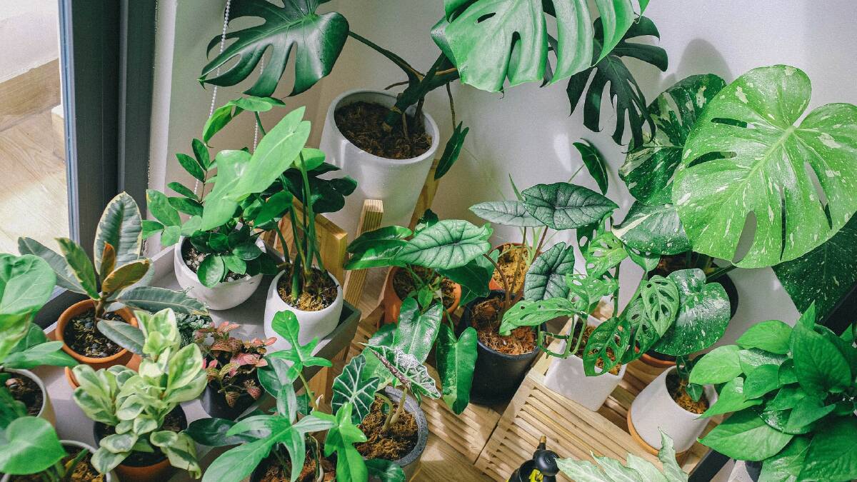 Ease off watering indoor plants in winter
