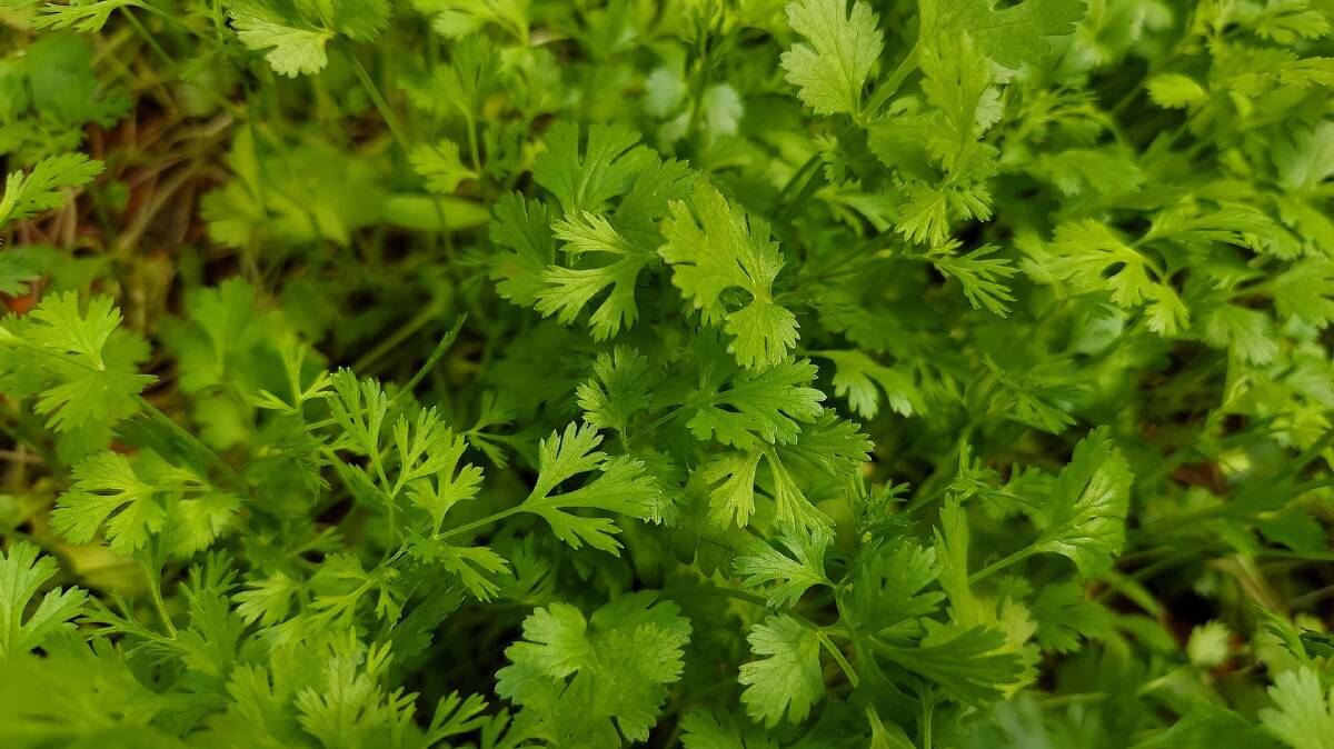 Coriander looks similar to plat-leafed parsley, but the leaf shape is more rounded, and the edges of the leaves are more delicate and the flavour much stronger.