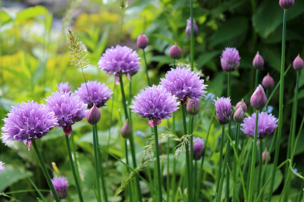 Chives not only add flavour to egg and potato dishes, they are said to repel aphids when planted near roses and are adding colour to the garden at the moment as well, making this a "must-have" plant in your garden!