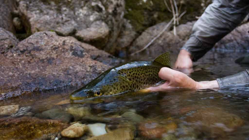 It is an Anglers last chance to catch a trout in the stream this season on the weekend