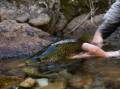 It is an Anglers last chance to catch a trout in the stream this season on the weekend