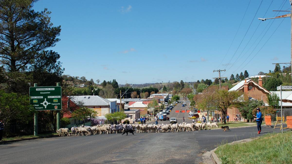 Counting sheep in the street: video