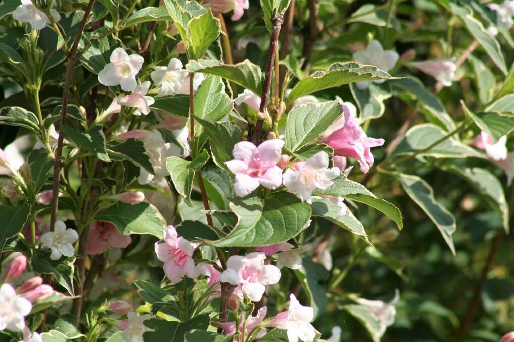 A variegated Weigela with pretty soft pink flowers. Weigela need to be pruned soon after flowering to ensure good flowering next season.