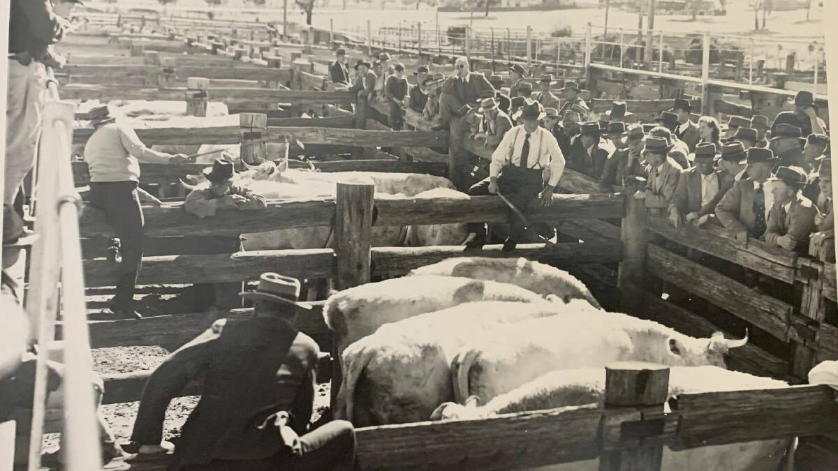 Back in 1949 the scene was different at a cattle sale than today. Check the large crowd, most with coat and hat with a few ties thrown in - the dress code back then at the old Tamworth yards during Garvin and Cousens selling.